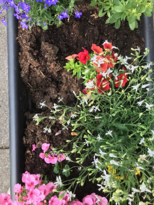 TVBD - Fleur en kleur