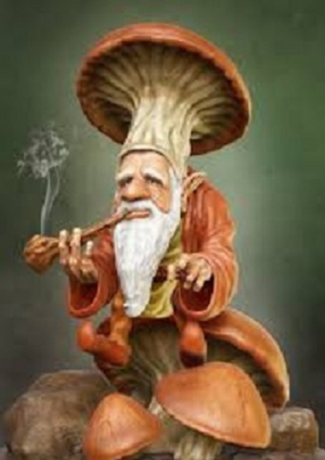 Paddotoernooi 2019